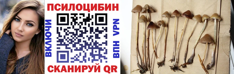 Псилоцибиновые грибы Psilocybine cubensis  Никольск 